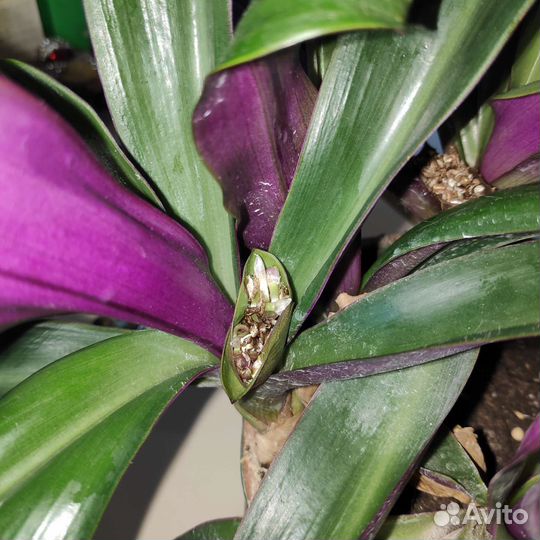 Традесканция рео целебная