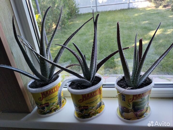 Растение алоэ вера