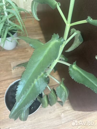 Каланхоэ лечебное