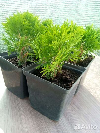 Туя шаровидная даника