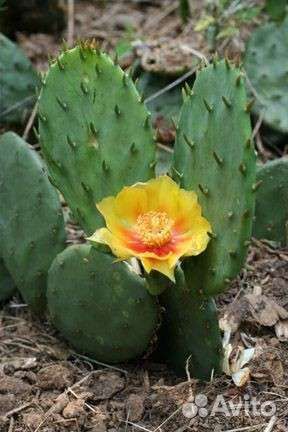 Кактус опунция