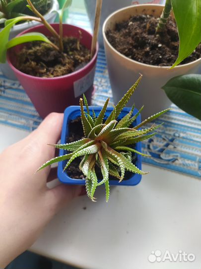 Суккуленты хавортия