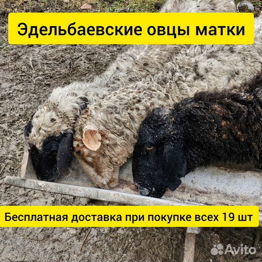 Эдельбаевские овцы
