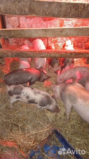 Дюрок Пьетрэн. Ландрас Пьетрэн