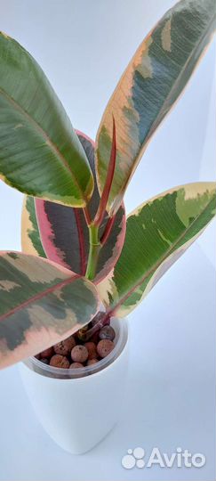 Фикус кротон