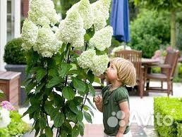 Гортензия Самарская Лидия