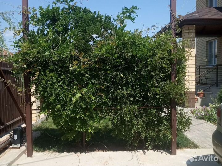 Глициния китайская, Ива шаровидная, Лаванда