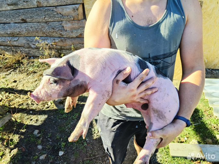 Поросята породы пьетрен