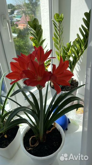 Гиппиаструм амариллис