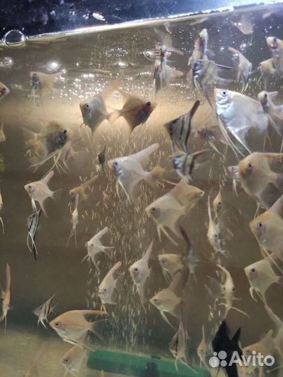 Скалярия платина золотая- полосатые