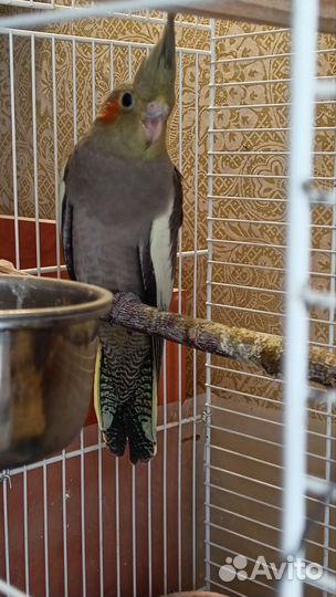 Попугай корелла