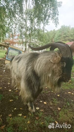 Козёл Альпийский