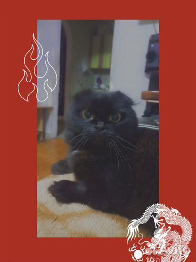 Кот в добрые руки