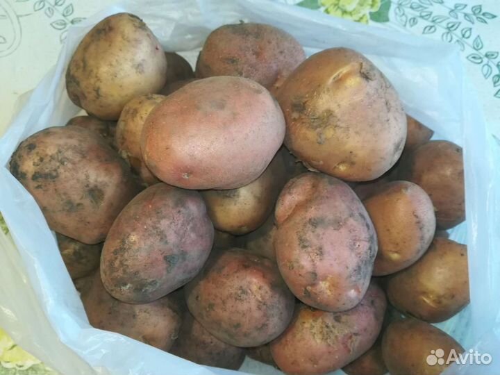 Картофель домашний. Доставка бесплатная