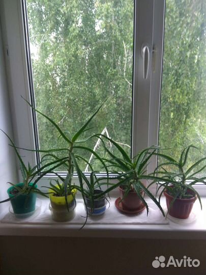 Алоэ 3 года и 8 месяцев