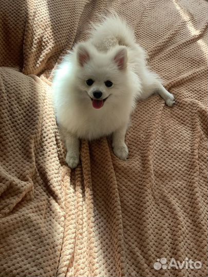 Шпиц ищем девочку