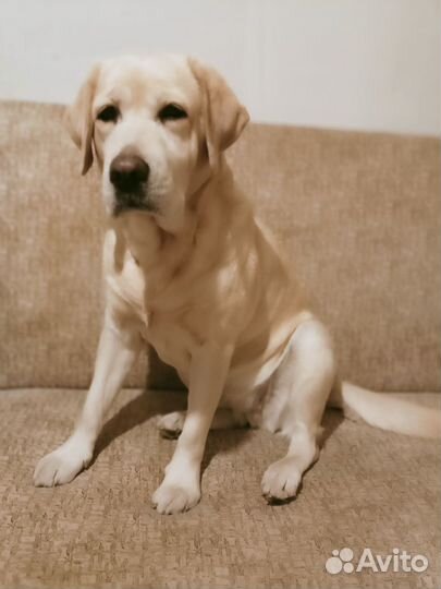 Квартирная VIP передержка животных