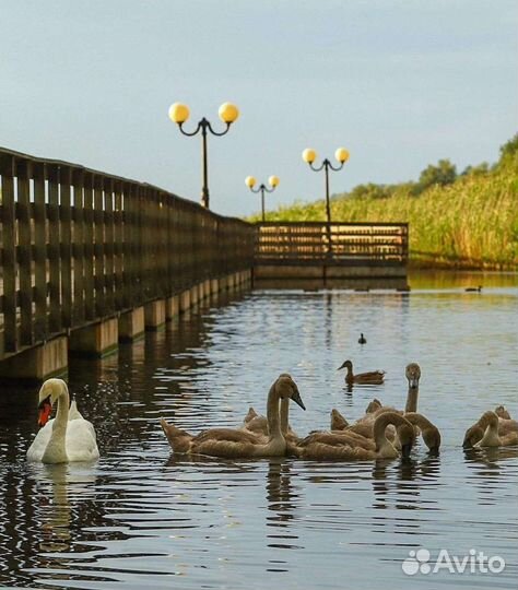 Экскурсия на Куршскую косу. Гид в Калининграде