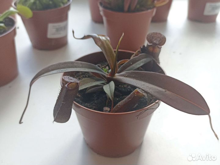 Хищное растение венерина мухоловка/росянка и тд