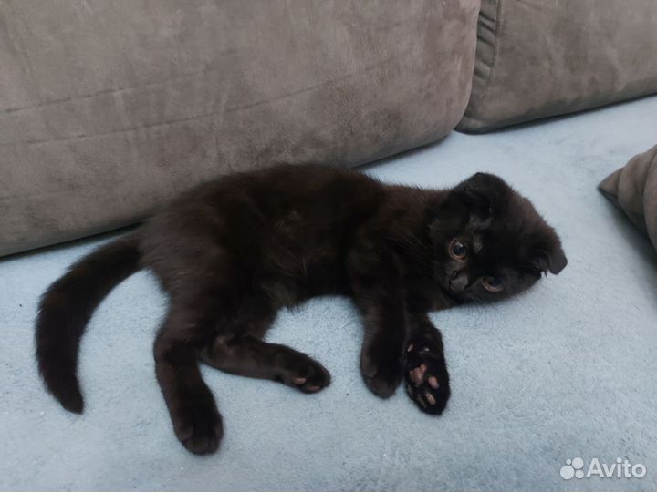 Вислоухий котик