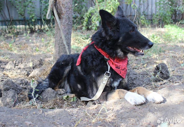 Мухтар в поисках дома