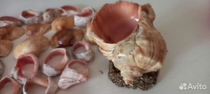 Морские ракушки