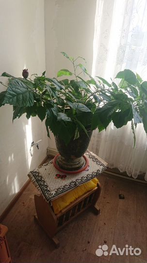 Комнатная китайская роза