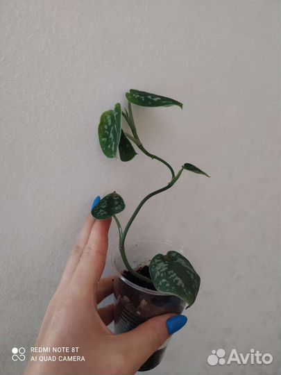 Сциндапсус (эпипремнум), пуансеттия