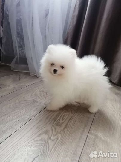 Белый померанский шпиц