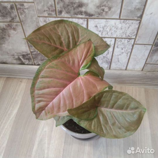 Сингониум пинк флескед