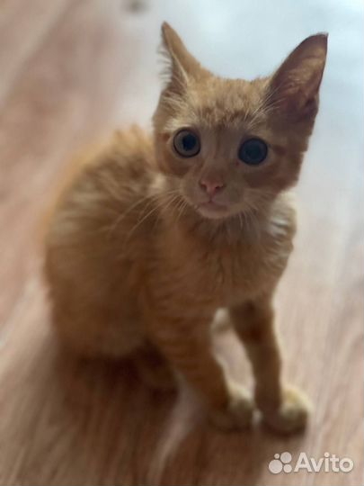 Котёнок Апельсинка в добрые руки