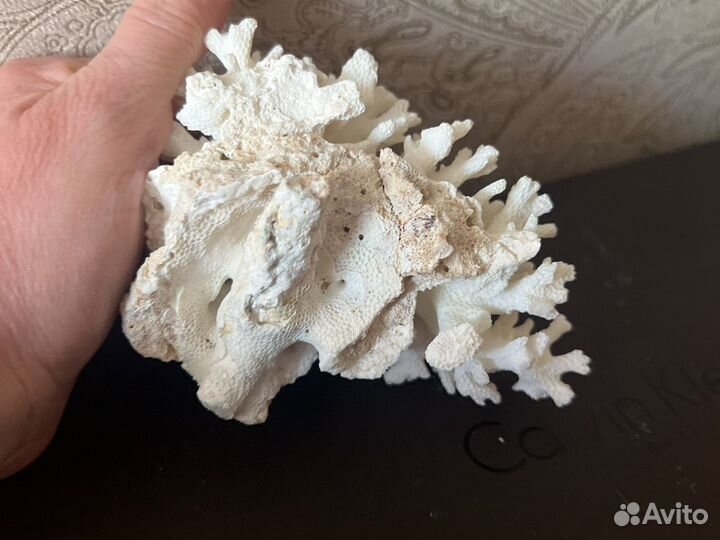 Натуральный коралл