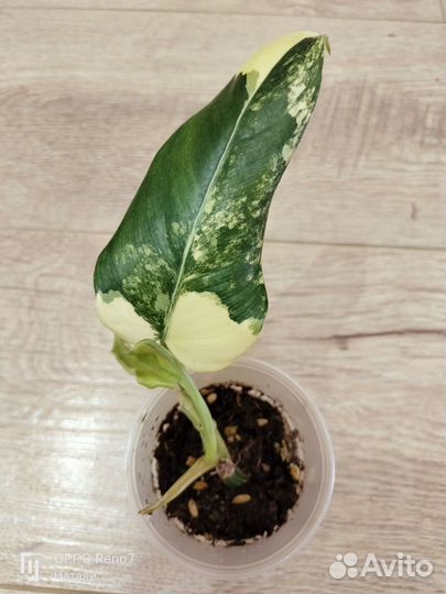 Филодендроны вариегатные 2