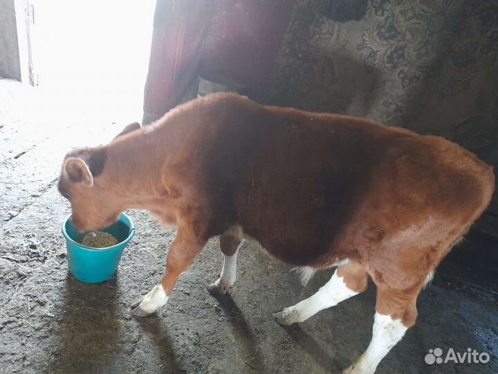 Бычки и быки