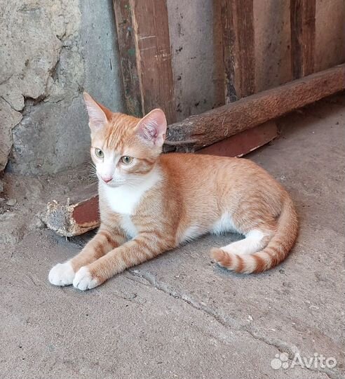 Котенок мальчик в добрые руки