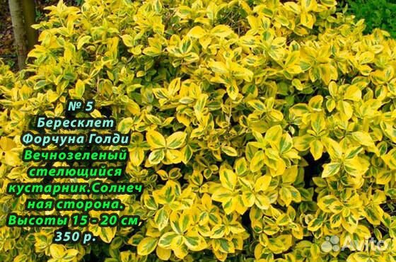 Цветы многолетние, почвопокровные,Овсец,гвоздика