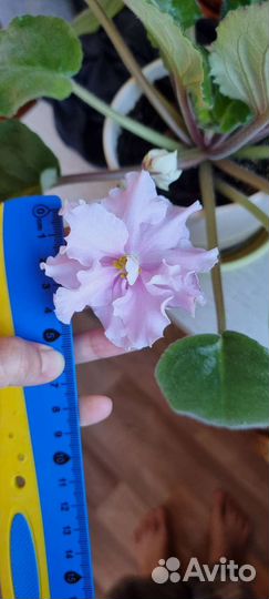 Фиалка (сенполия) нежно розовая