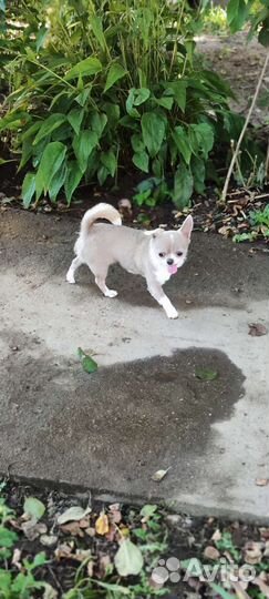 Лиловая мини Чихуахуа