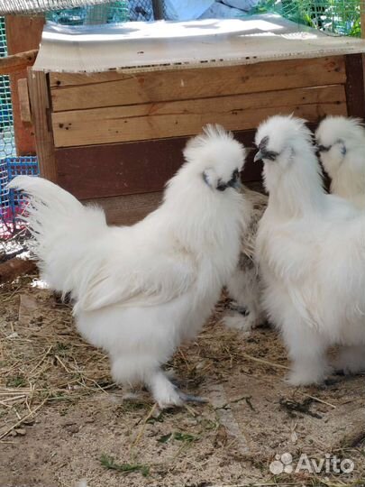 Петух Китайский шелковый