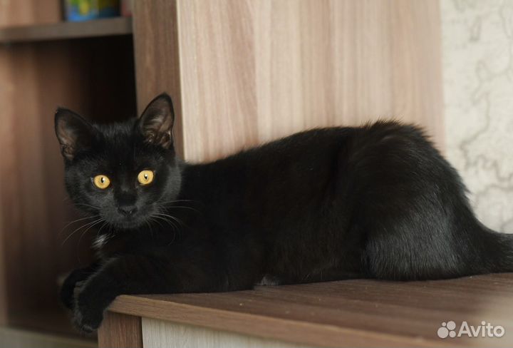 Котенок в добрые руки