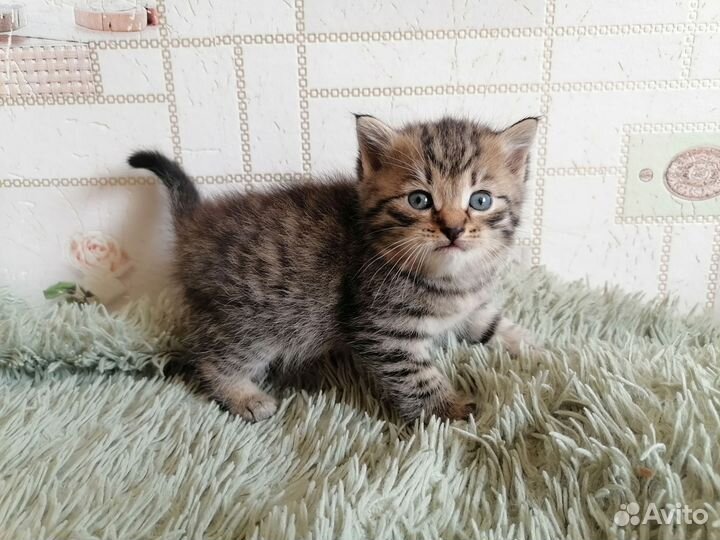Отдаём милых котят