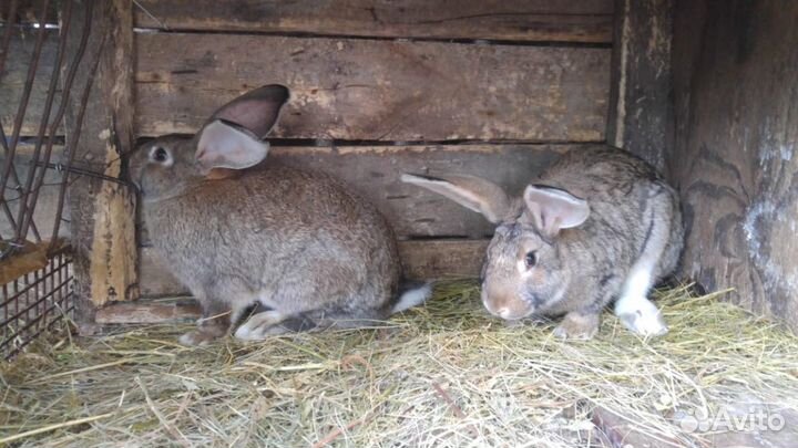 Кролики для разведения и на мясо