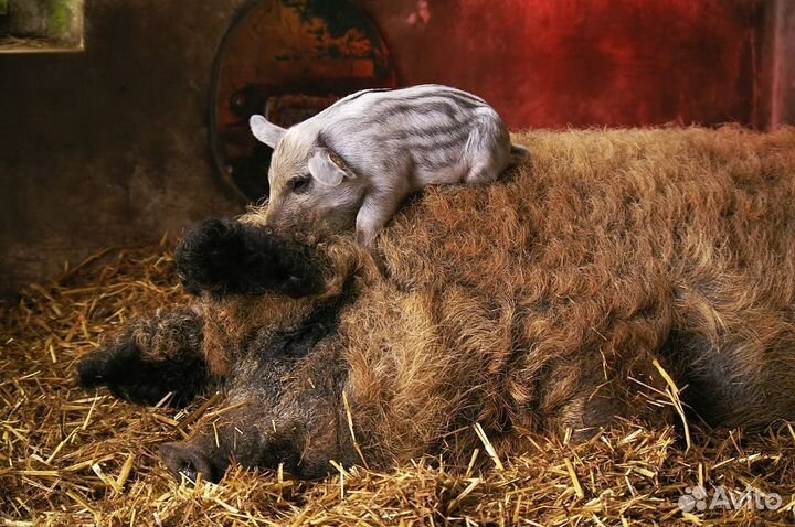 Венгерская мангалица