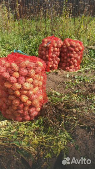 Картофель для животных