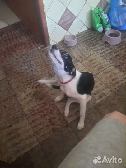 Собака, дворняжка