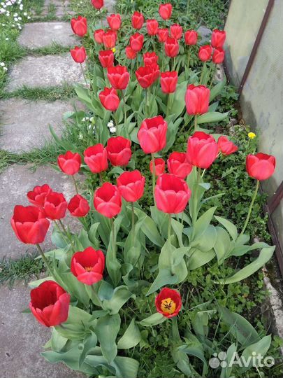 Саженцы и рассада цветов