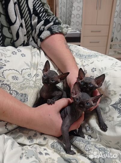 Канадский сфинкс