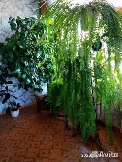 Продаю аспарагус и другие растения