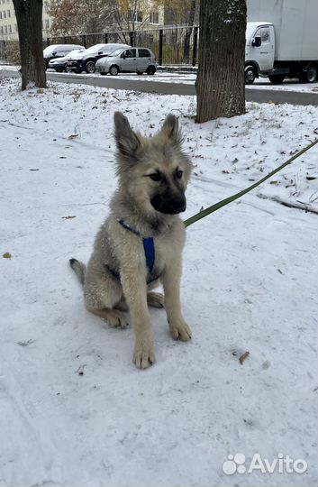 В самые добрые руки
