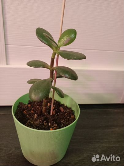 Крассула, денежное дерево